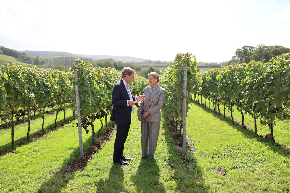 canterbury, england september 26 patrick mcgrath and sophie, duchess of edinburgh stand in the vineyard at the domaine evremond winery at domaine evremond on september 26, 2024 in canterbury, england photo by chris jacksongetty images