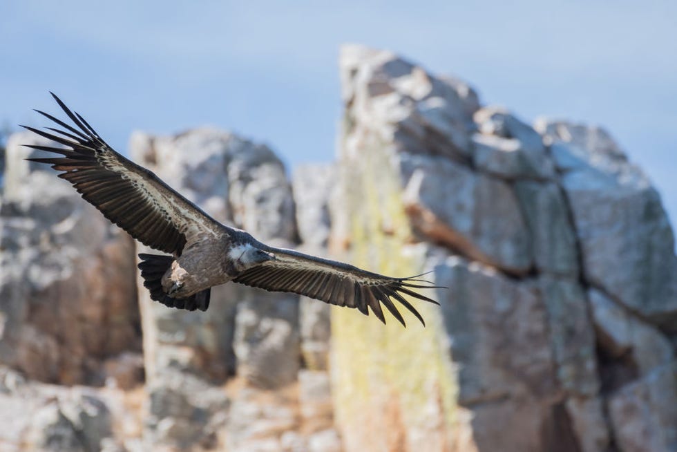 buitre leonado volando en el parque nacional de monfrague