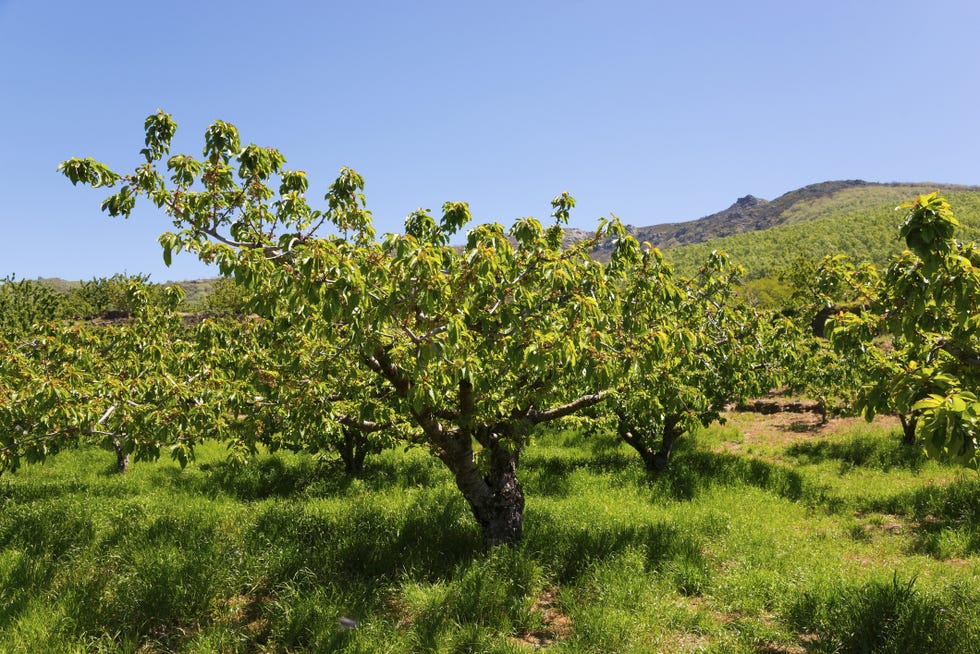ruta de la sierra de tormantos