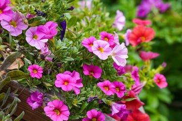 petunias con flores rosas