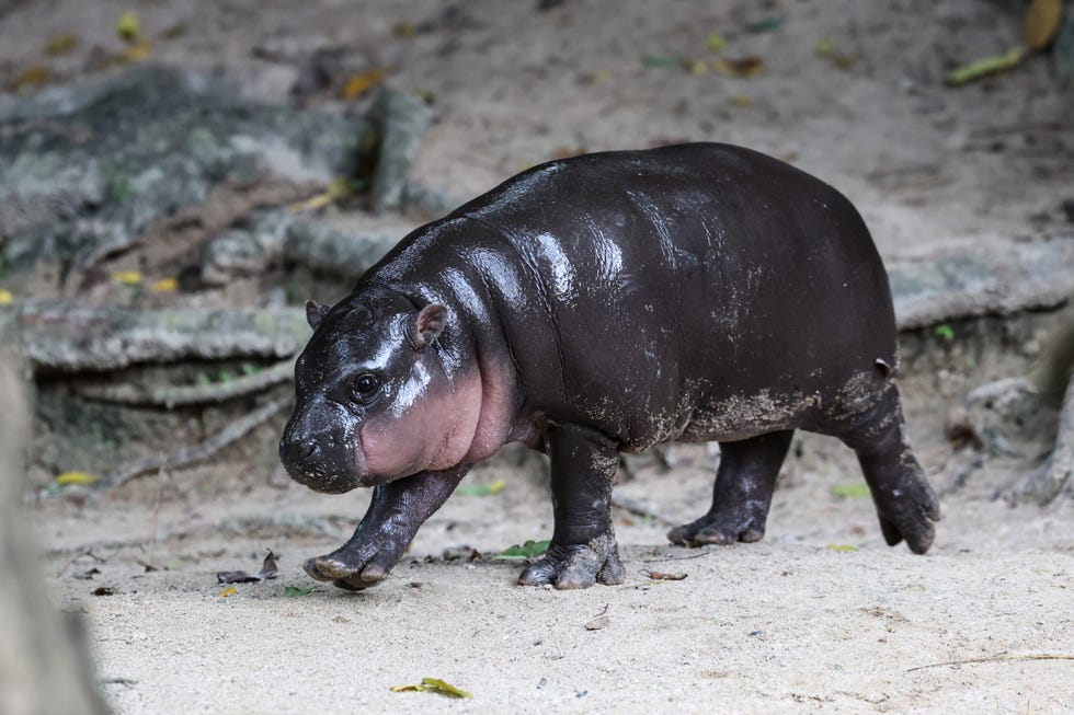 chonburi, thailand october 15 moo deng, a three month old female pygmy hippo who has become a viral internet sensation, walks at khao kheow open zoo in chonburi province, thailand on october 15, 2024 photo by valeria mongellianadolu via getty images