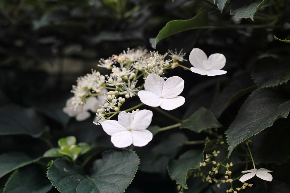 hydrangea petiolaris (climbing hydrangea) is a hardy climbing deciduous plant that uses its adventitious roots to grip to walls and fences and flowers from around june onward producing enormous white lacecap style flowers that can be almost 30cm (1ft long).
