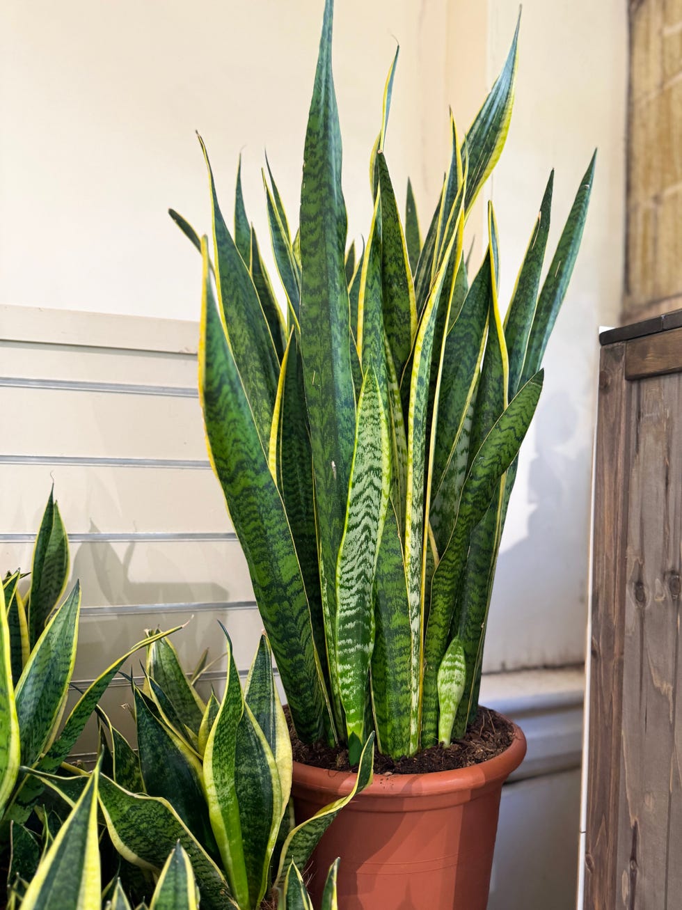 stock photo showcases a vibrant sansevieria, commonly known as mother in laws tongue or snake plant, a striking succulent houseplant with tall, upright leaves. its exotic, tropical appearance adds a modern, fresh vibe to any indoor space