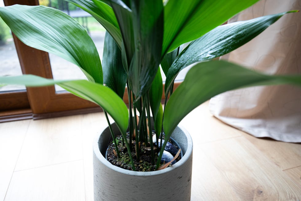 cast iron plant.