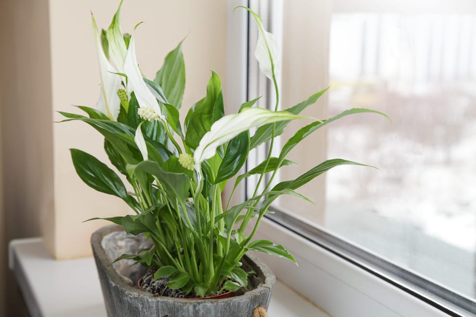 spathiphyllum flower on windowsill to separate moisture and purify air.
