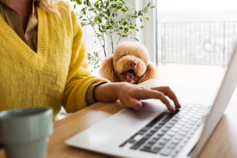 woman working from home with her adorable dog companion