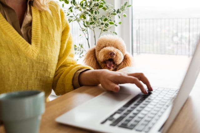 woman working from home with her adorable dog companion