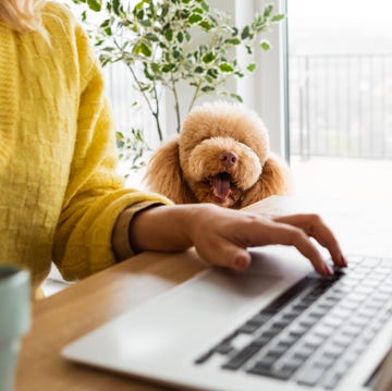 Woman and Her Adorable Dog Sharing the Home Office woman working from home with her adorable dog companion