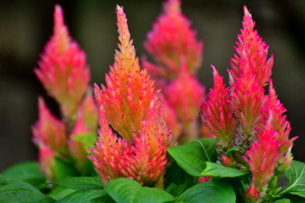 celosia argentea is an annual flowering plant of amaranth family, amaranthaceae. celosia argentea is divided into four different groups, including plumosa group. plumosa plants (commonly called feather celosia, plumed celosia or feathered amaranth) are old garden favorites that feature narrow pyramidal, plume like flower heads composed of tiny, densely packed, vividly colored flowers. flower colors include bright shades of orange, red, purple, yellow and cream. flowers bloom throughout summer into fall on erect stems. the leaves, young stems and inflorescence are used as food.
