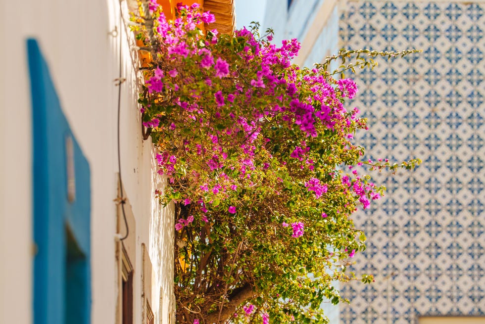 La buganvillea rosa aggiunge fascino a un vicolo soleggiato fiancheggiato da tradizionali edifici piastrellati e imbiancati.