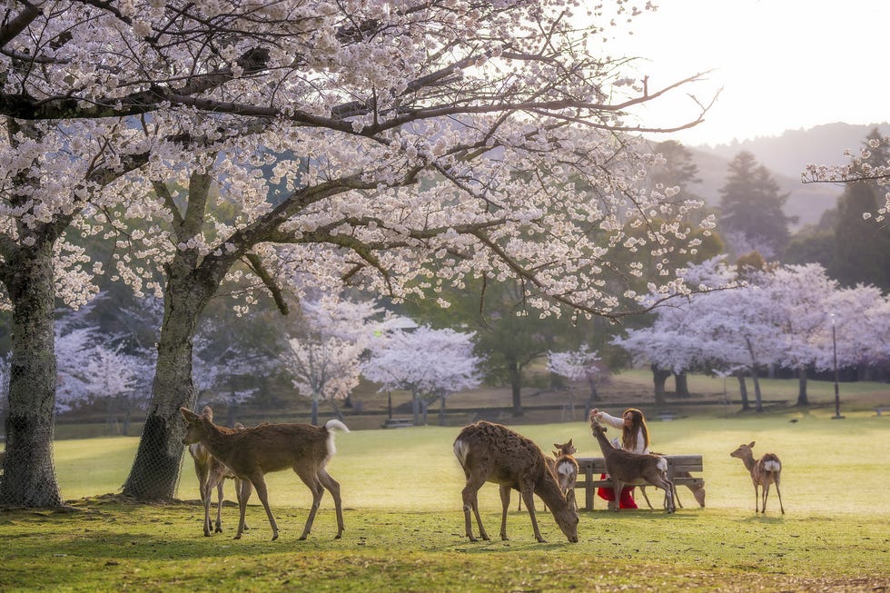 nara, japan may 04: a woman feeds a sika deer at nara park, established in 1880 located at the foot of mount wakakusa (mikasa) with its historical buildings and natural beauties, in nara, japan on may 04, 2025. the park is considered a natural treasure and is home to many wild animals and various plant species. sika deer, a species native to east asia and numbering more than 1,200, are among the symbols of the park and live among the sakura trees identified with the country. (photo by fatih gonul/anadolu via getty images)