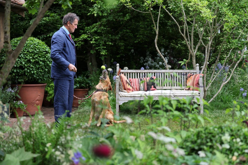 gardner monty don poses with his dog ned, a golden retreiver, in his dog friendly garden, during the preview day at the rhs chelsea flower show, in london, on may 19, 2025. sweet potatoes sprouting among flowers, talking trees powered by ai and drought resistant crops, the prestigious chelsea flower show is facing the future focusing on innovation and climate change adaptation. (photo by adrian dennis / afp)