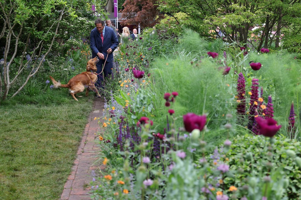 gardner monty don poses with his dog ned, a golden retreiver, in his dog friendly garden, during the preview day at the rhs chelsea flower show, in london, on may 19, 2025. sweet potatoes sprouting among flowers, talking trees powered by ai and drought resistant crops, the prestigious chelsea flower show is facing the future focusing on innovation and climate change adaptation. (photo by adrian dennis / afp)