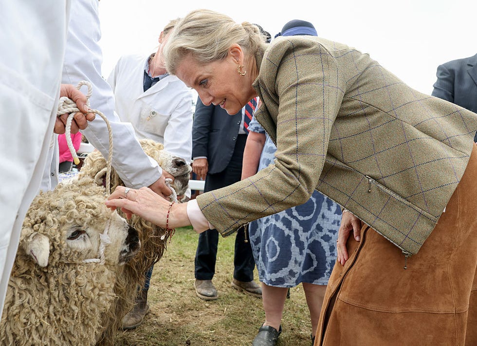 wadebridge, england june 06: sophie, duchess of edinburgh strokes a sheep at the cattle, pig, sheep and countryside area during the royal cornwall show at the royal cornwall showground on june 06, 2025 in wadebridge, england. (photo by chris jackson/getty images)