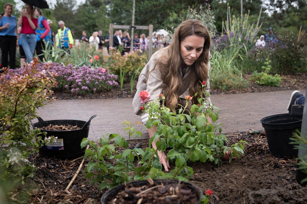 colchester, england july 2: catherine, princess of wales, planting a rose during a visit to the rhss wellbeing garden at colchester hospital on july 2, 2025 in colchester, england. the visit coincides with the donation of 50 catherines rose plants, named after the princess by the rhs with funds from sales going to the royal marsden cancer charity. (photo by stefan rousseau wpa pool/getty images)