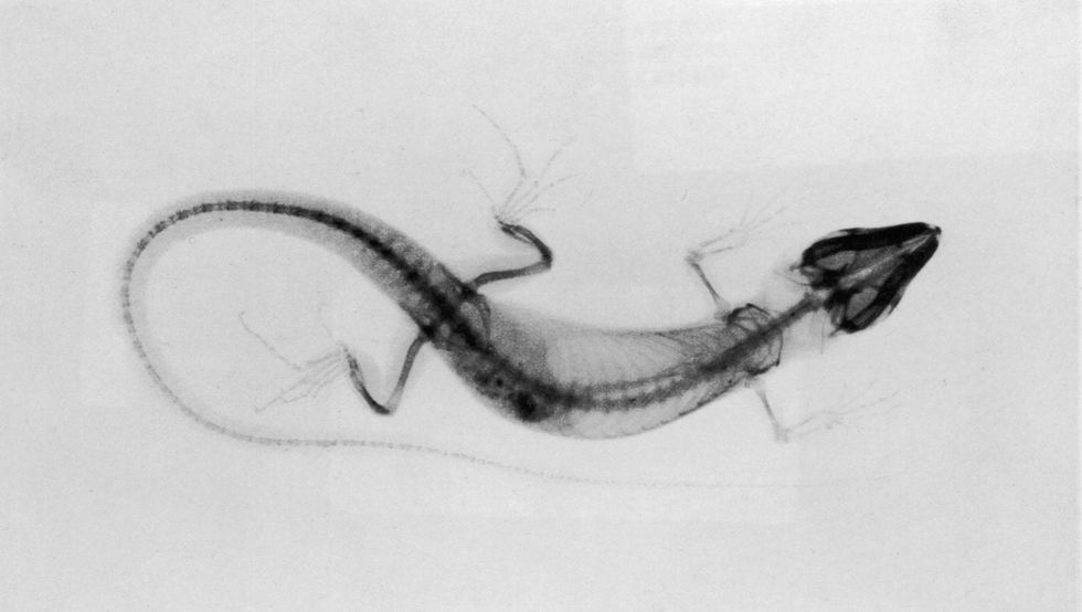 An xray photo of an unidentified lizard taken in 1890 highlights its endoskeleton which is widespread in most birds reptiles amphibians and fish
