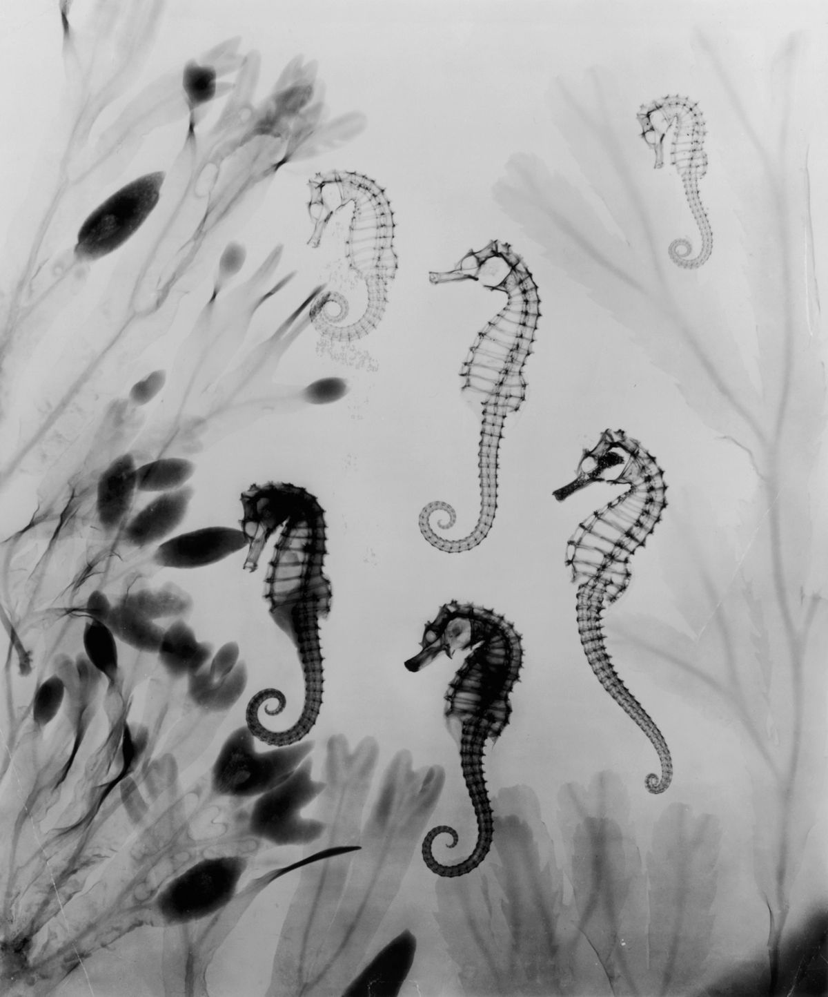 A circa1910 xray photograph of potbellied seahorses shows their exoskeleton which is rare among fishes