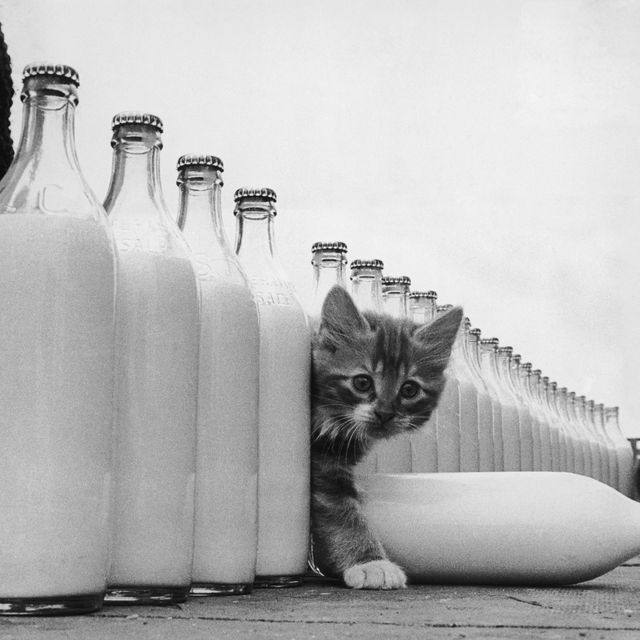 White, Cat, Black-and-white, Milk, Bottle, Drink, Dairy, Felidae, Photography, Small to medium-sized cats, 