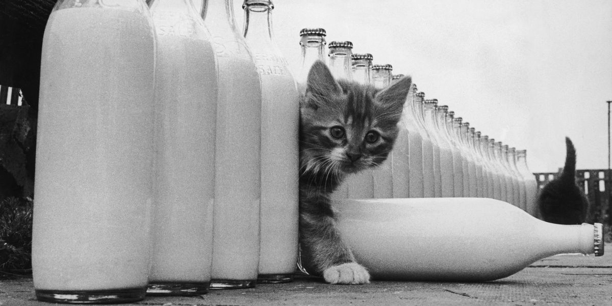 White, Cat, Black-and-white, Milk, Bottle, Drink, Dairy, Felidae, Photography, Small to medium-sized cats, 