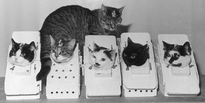Laboratory Cats