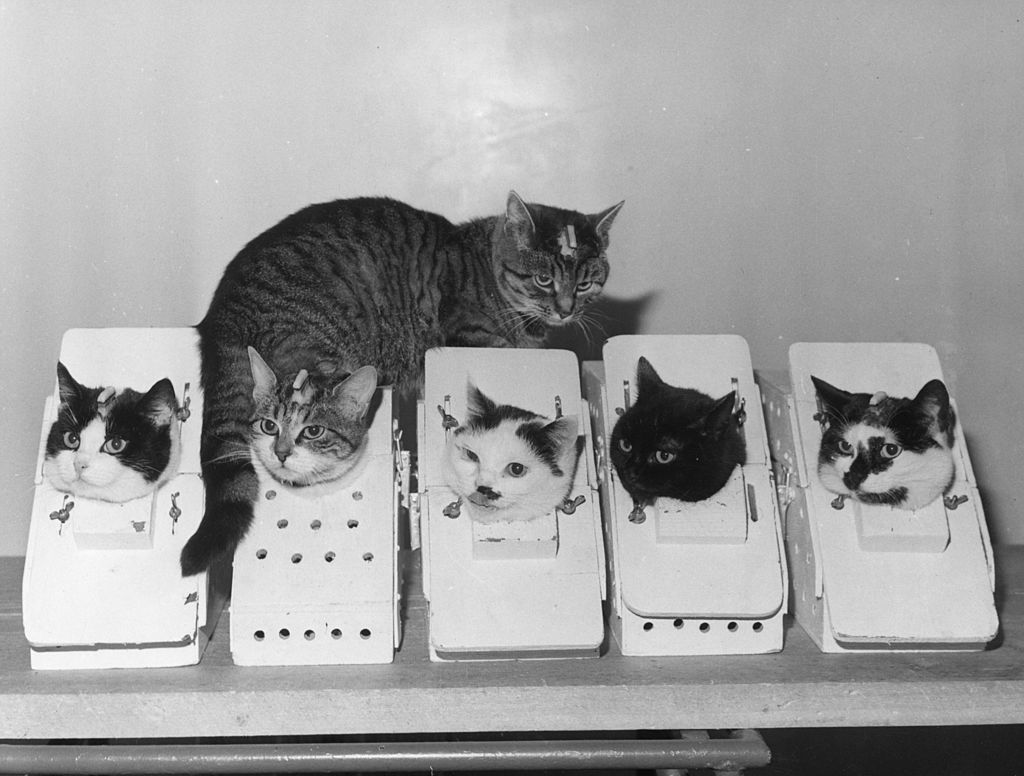 Laboratory Cats