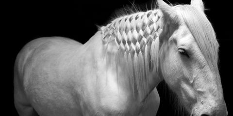 Horse, Mane, Black-and-white, Monochrome photography, Stallion, Mare, Snout, Stock photography, Organism, Photography, 