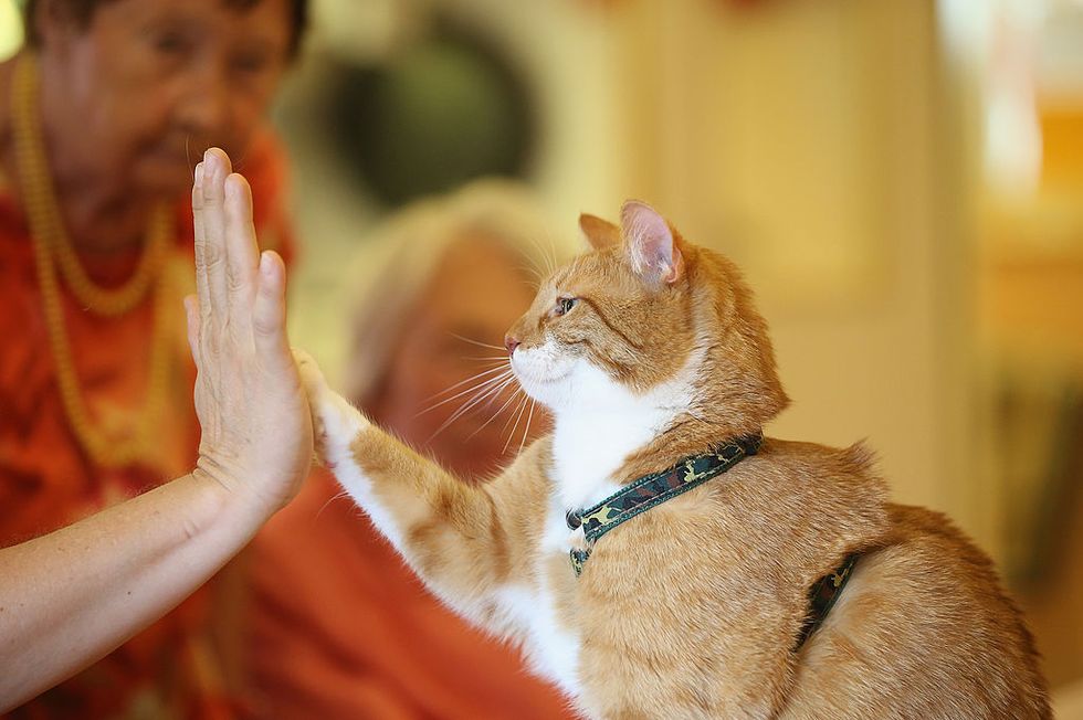 berlin, germany   august 06  mogli lifts a paw to touch the palm of his owner eva kullmann as facility residents, who both suffer from dementia, look on during the cats weekly visit at the lutherstift senior care facility on august 6, 2014 in berlin, germany mrs kullmann says the weekly visits are vital therapy and spark the curiosity, communication and delight of the facility residents friday, august 8, is world cat day  photo by sean gallupgetty images