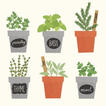 herb garden guide