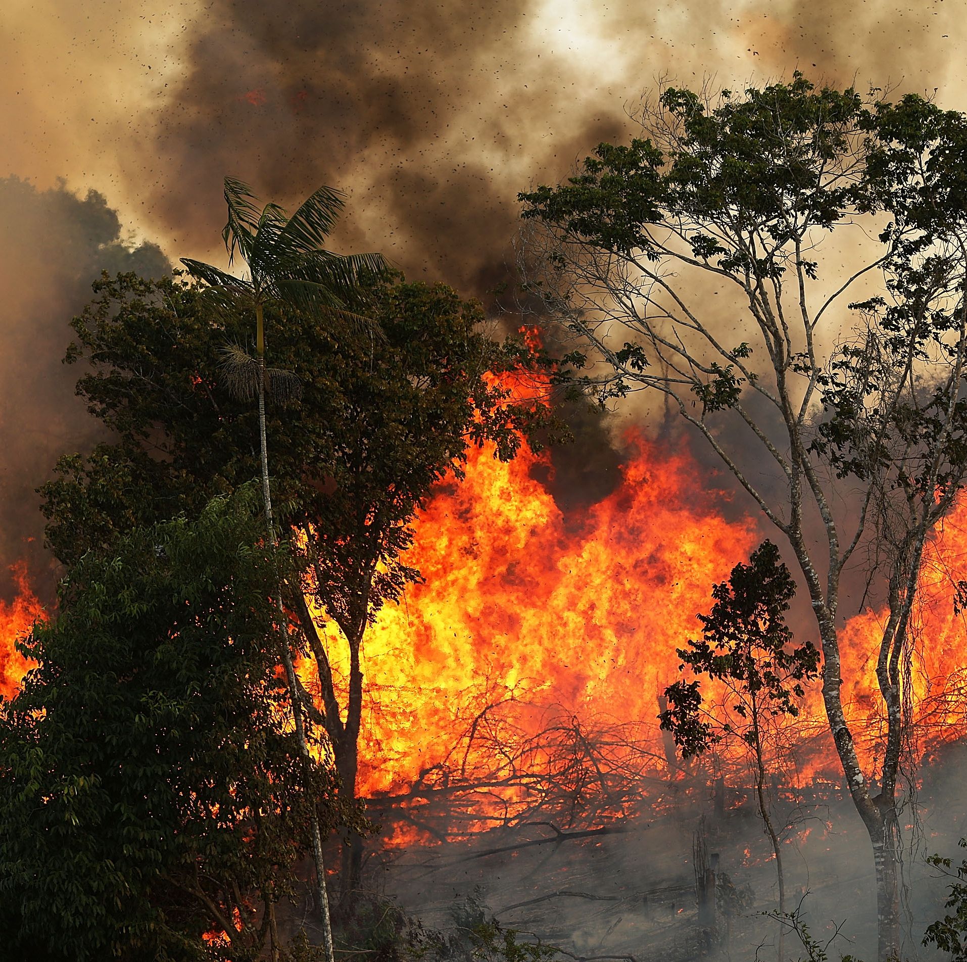 Deforestation In Brazil's Amazon Skyrockets After Years Of Decline