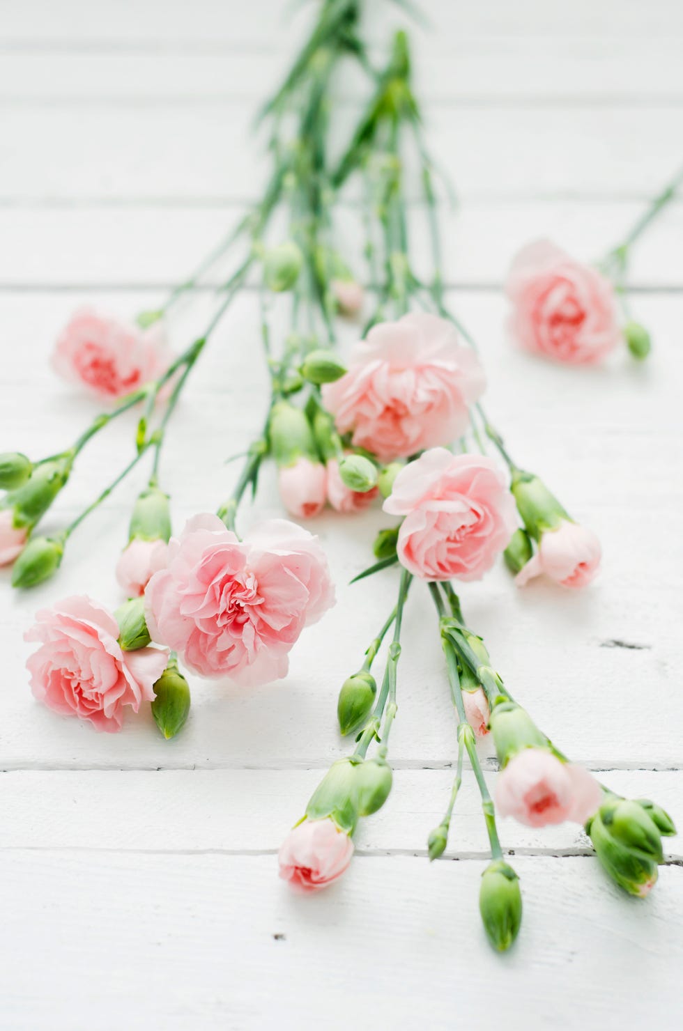 11 Fun Facts for Mother's Day - Eastern Floral - Eastern Floral