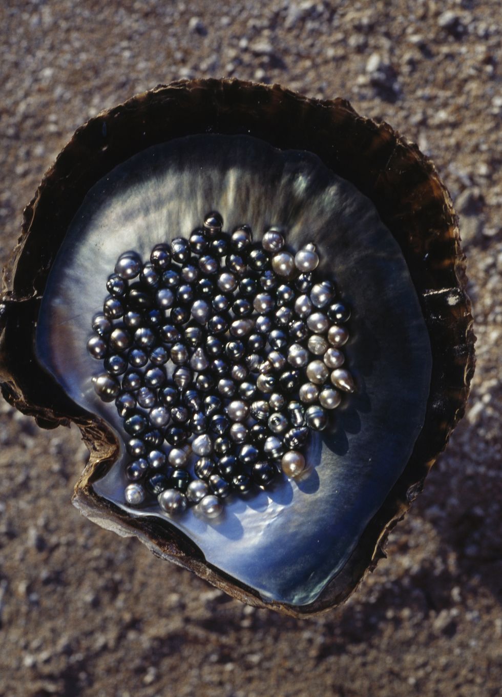 france   october 13 black pearls on the mother of pearl with the oyster shell, manihi, tuamotu archipelago, french polynesia overseas territory of the french republic photo by deagostinigetty images