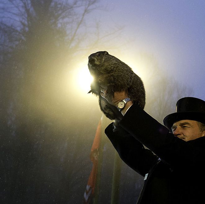 groundhog handler john griffiths holds punxsutawney phil after he saw his shadow