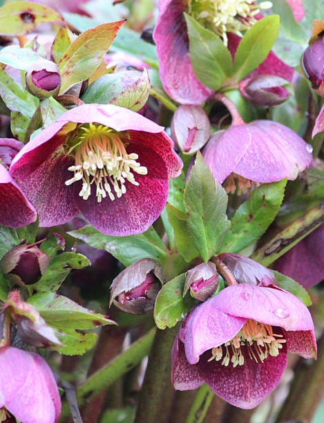 15 Best Shade Loving Plants Flowers That Grow And Thrive In Shade