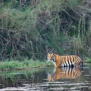 Een Bengaalse tijger loopt door het water in het Bardia National Park in Nepal een van de beschermde gebieden voor de dieren in het land