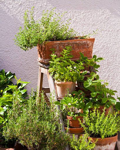 potted garden