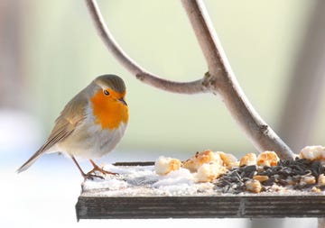 Bird feeding.
