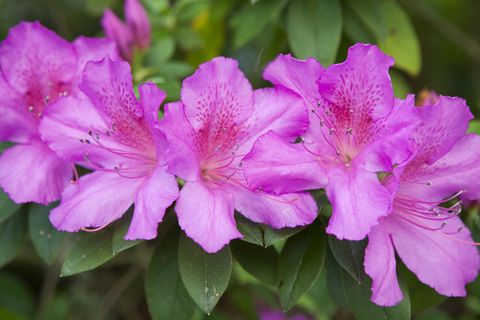 Flower, Flowering plant, Pacific rhododendron, Rhododendron catawbiense, Plant, Petal, Pink, Azalea, Woody plant, Rhododendron, 