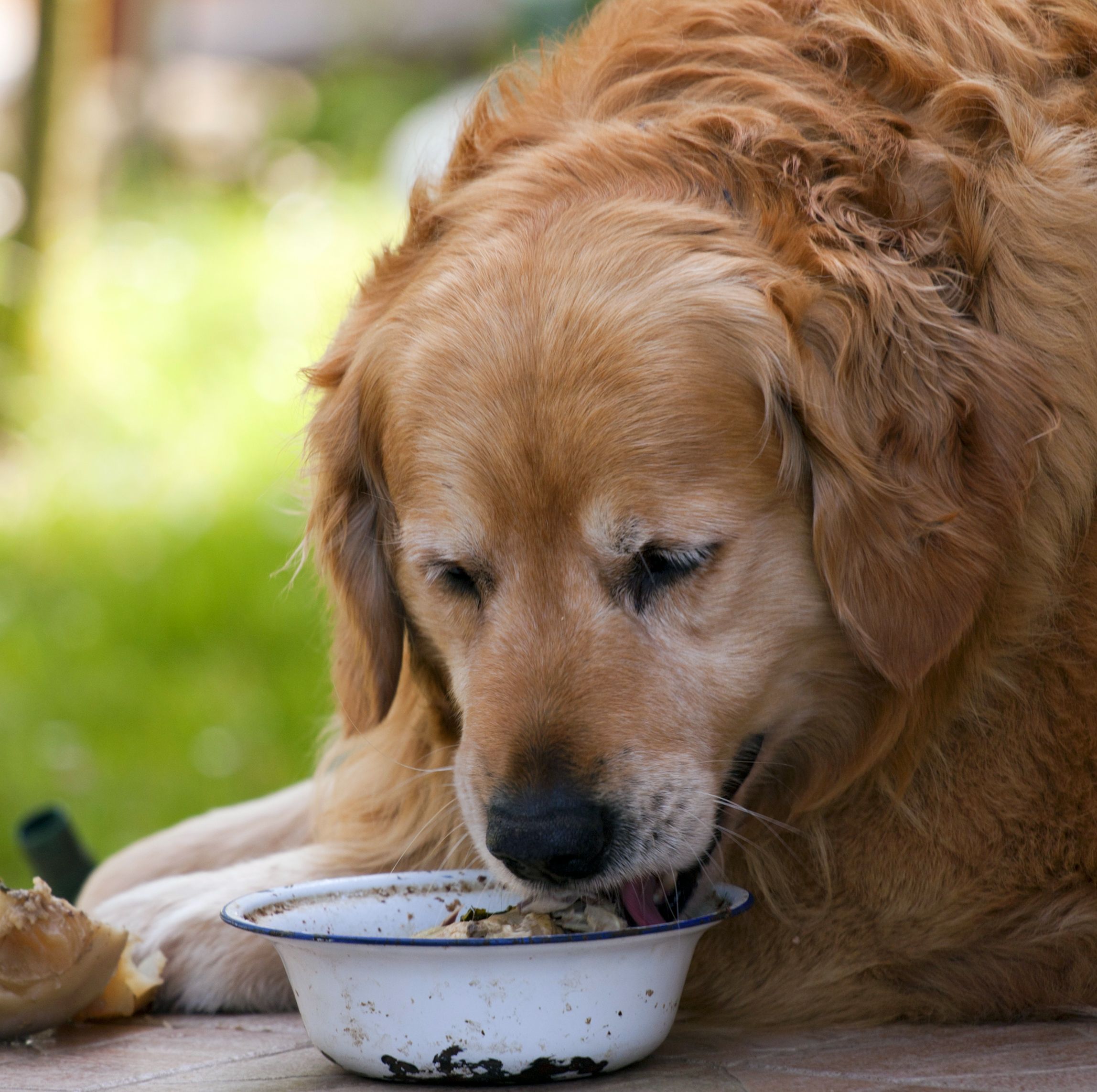 what can i feed my dog to lose weight