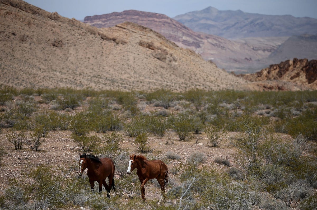 In het Amerikaanse nationale recreatiegebied Lake Mead lopen wilde paarden door droog struikgewas op de plek waar de Mojave en Sonarawoestijn samenkomen Uit recent onderzoek blijkt dat wilde paarden en ezels in deze woestijnen waterbronnen tot wel twee meter diep kunnen graven om aan water te komen