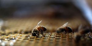 Obama Administration Announces New Measures To Protect Bee Populations