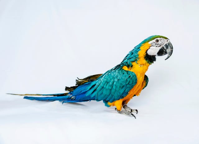 A parrot a long tail. Black-legged Parrot. This is a Parrot. Parrot screaming help. Parrot on the Shoulder Doll.