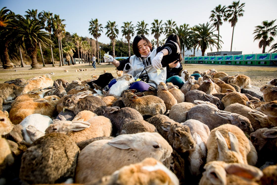 toeristen voeren konijnen okunoshima island