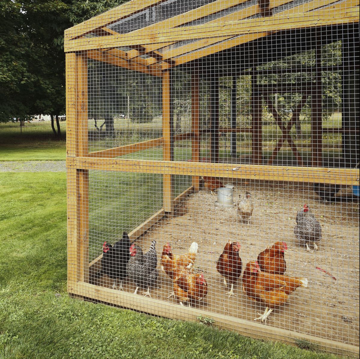 Cage, Chicken coop, Animal shelter, Backyard, Grass, Bird, Kennel, Chicken, Pet supply, Agriculture, 