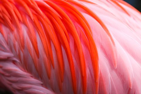flamingo feather colors