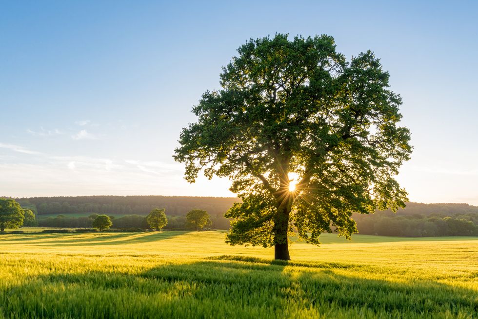 the sun bursts through a sycamore tree at sunset in a summer field in staffordshire, england, uk