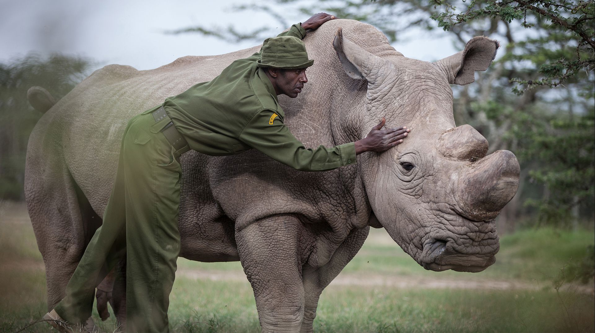 sudan northern white rhino