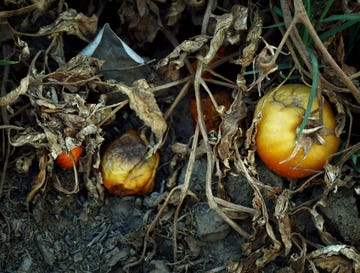 Plant, Yellow onion, Vegetable, Fruit, Perennial plant, Still life photography, 