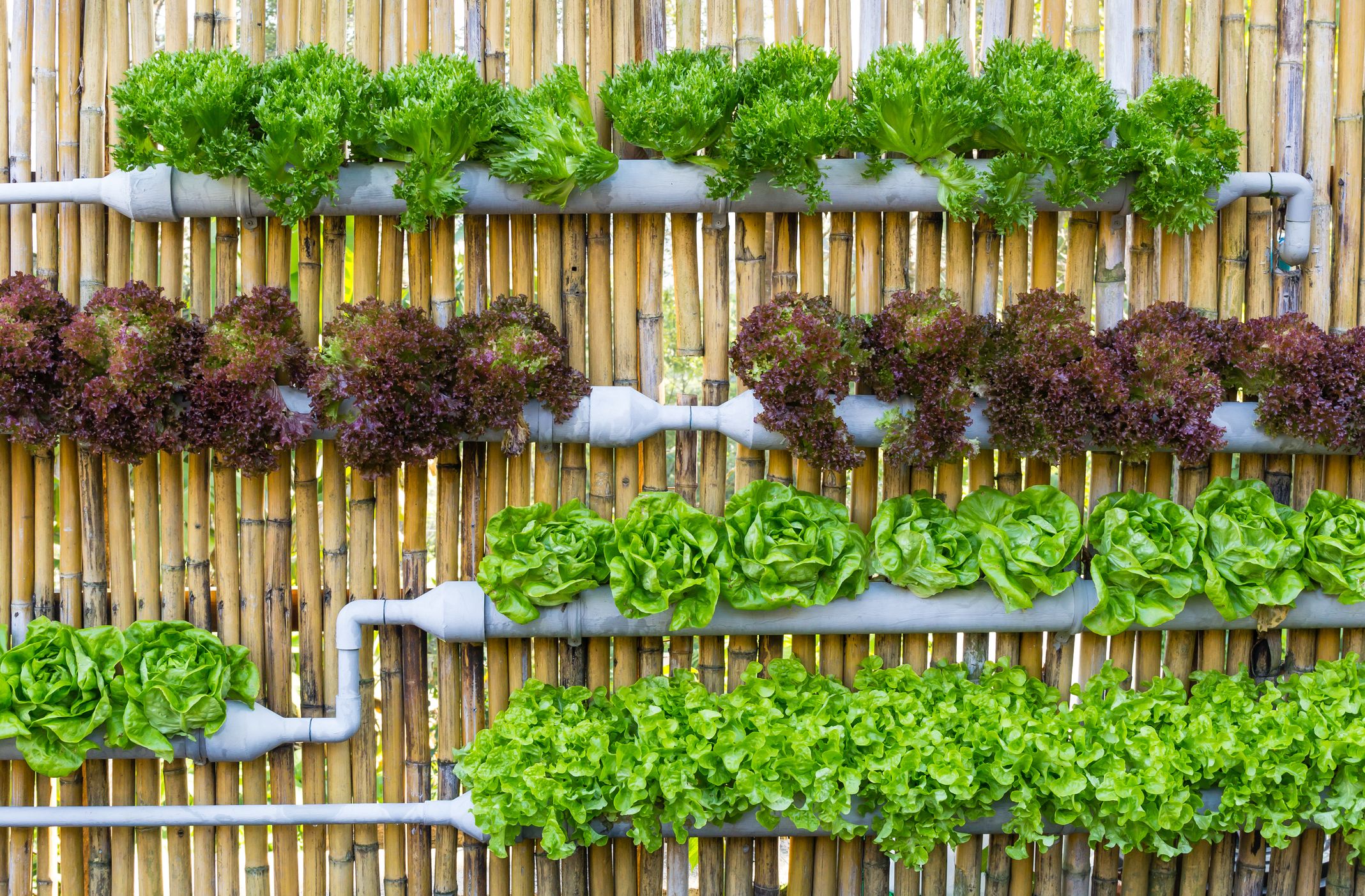 A Comprehensive Guide to Starting a Hydroponic Garden at Home