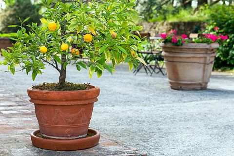 orange tree in pot and terracota vase with flowers, tuscany, italy