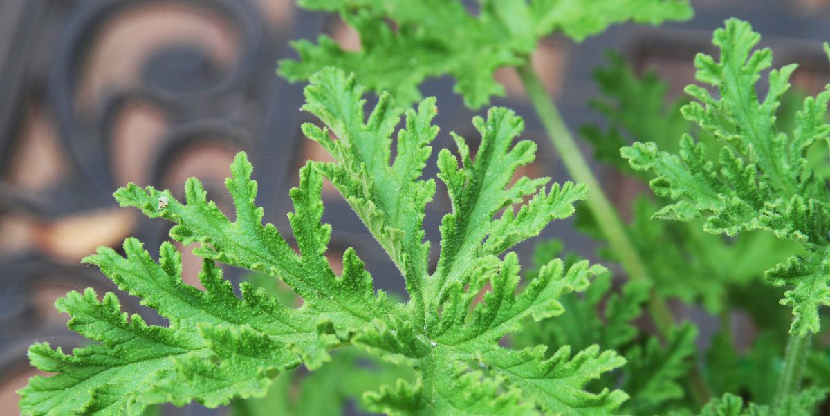 close up of the green leaves of a citronella mosquito plant